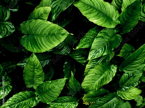 Freshness tropical leaves surface in dark tone as rife forest background