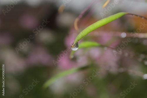 Drops of water on the leaves © thanavut