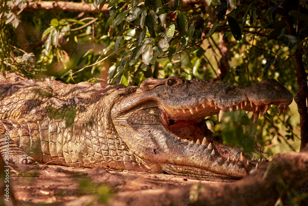 Obraz premium Murchison Falls Wildlife