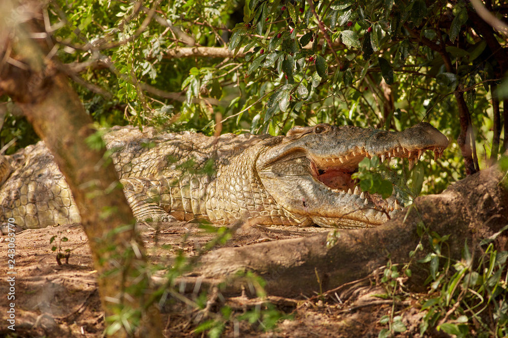 Obraz premium Murchison Falls Wildlife