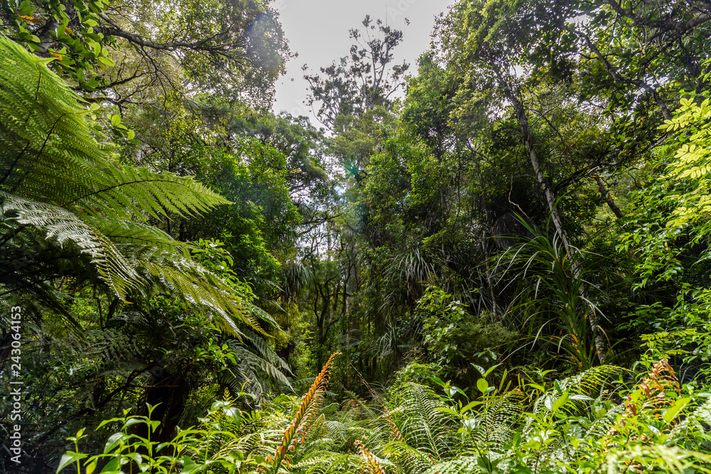 Obraz premium Waipoua Forest, New Zealand