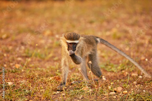 Murchison Falls Primates