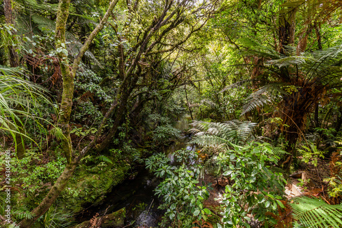 Waipoua Forest, New Zealand