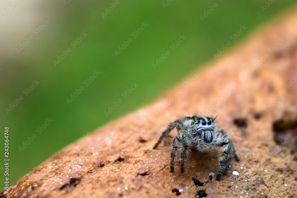 Hyllus diardi ,jumping spiders in the garden Hyllus diardi ,jumping spiders in the garden