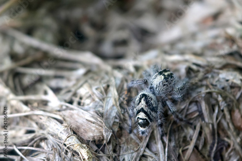 Hyllus diardi ,jumping spiders in the garden