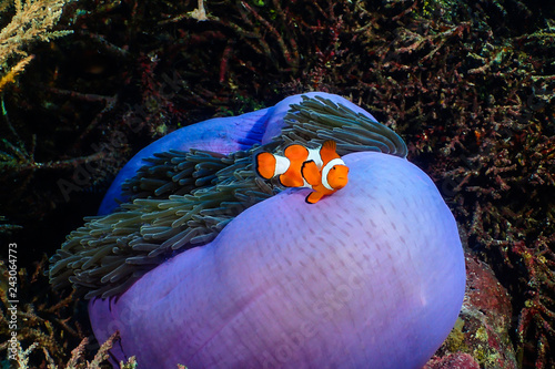 Clownfish in his magnificent anemone