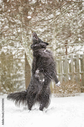 Dog jumping in the air to catch snow © Myra
