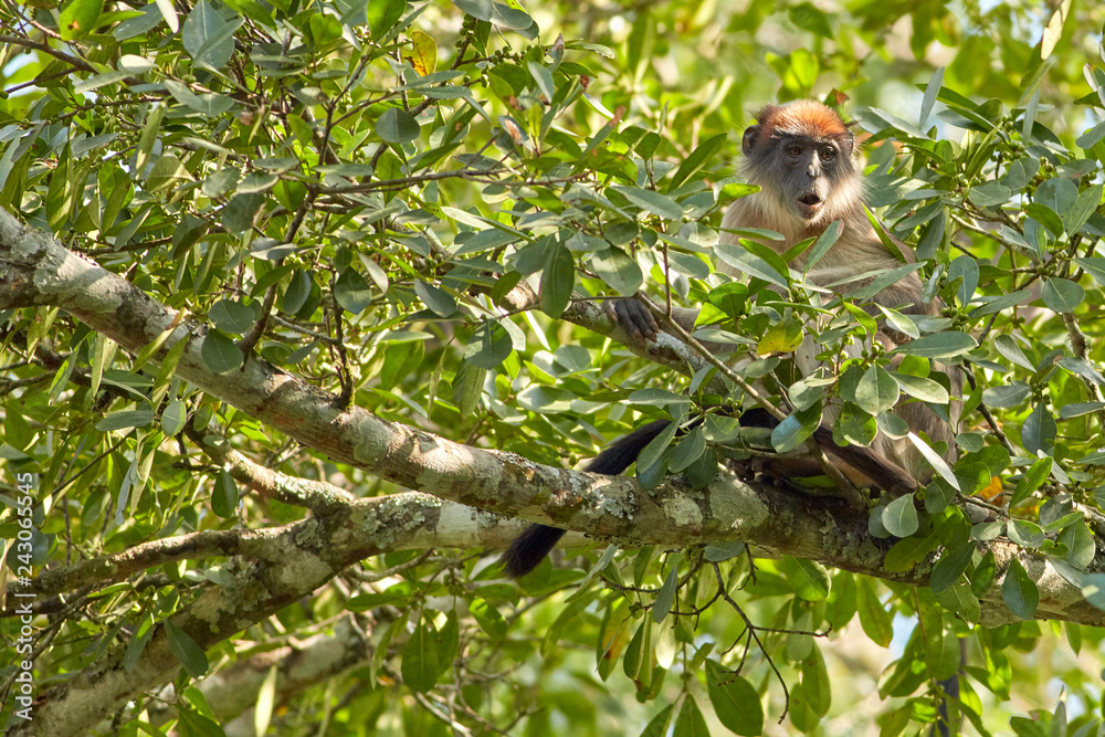 Kibale Primates Kibale Primates
