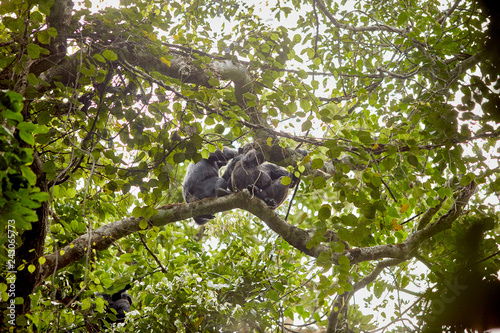 Kibale Chimps
