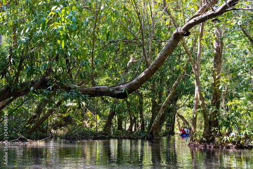 travel mangrove forest by rowboat