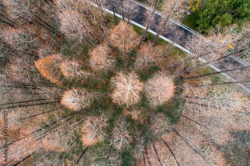 The winter forest looks like a painting photo