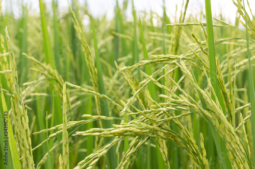 Green rice paddy on rice plant
