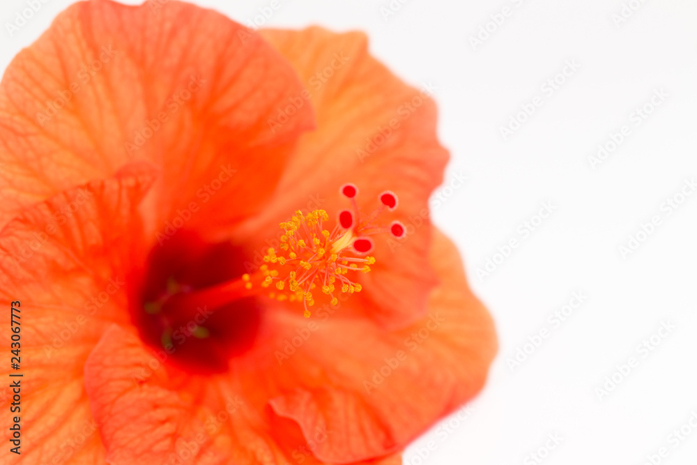 Bright red hibiscus flower with green leaf on white background. Beautiful flower close up. Place to insert text. Background for greeting cards or posters. Bright red hibiscus flower with green leaf on white background. Beautiful flower close up. Place to insert text. Background for greeting cards or posters.