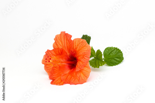 Bright red hibiscus flower with green leaf on white background. Beautiful flower close up. Place to insert text. Background for greeting cards or posters.