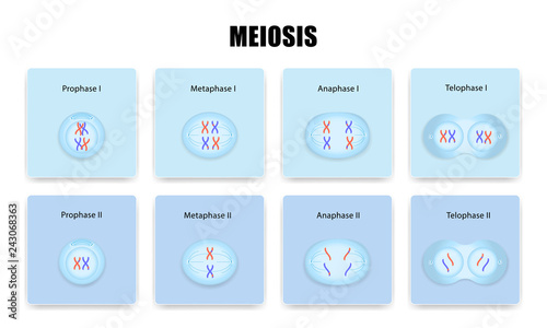 Meiosis cell division and Interphase vector esp10