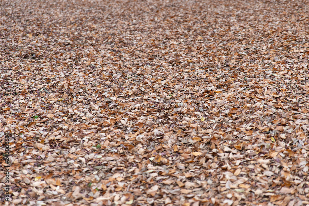 Dry leaves Dry leaves