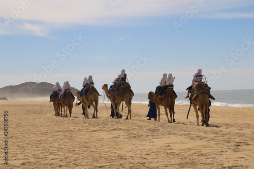 Tour de camellos en Los cabos, BCS, México photo
