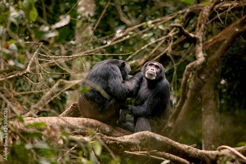 Fotografija Kibale Chimps