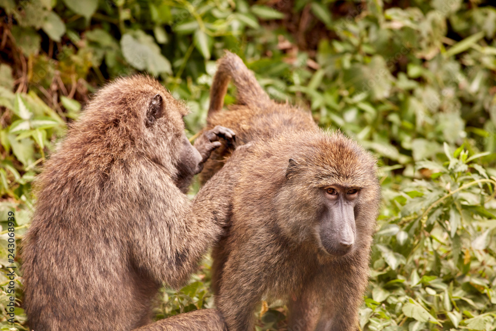 Fototapeta premium Kibale Primates