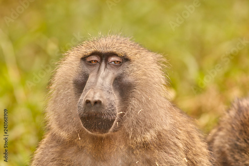 Kibale Primates