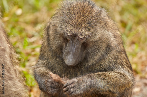 Kibale Primates