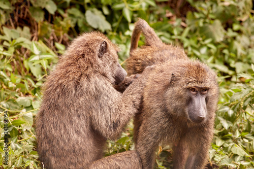 Kibale Primates