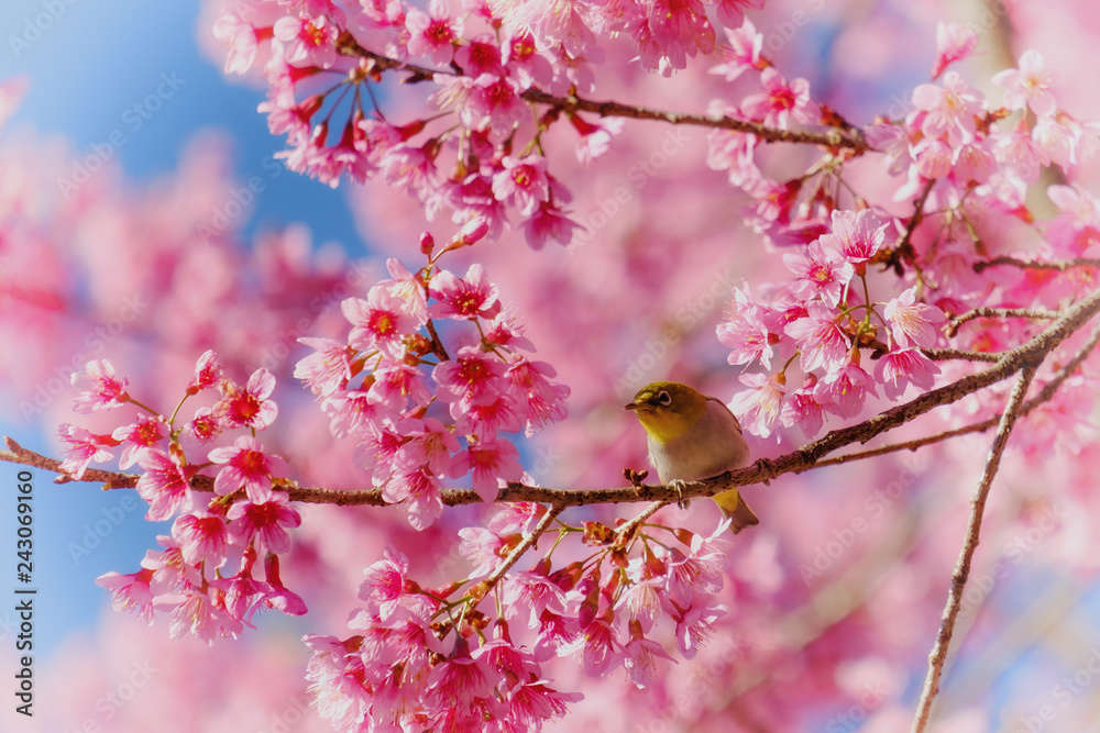 The white-eyed bird is on the cherry tree,Is a local bird in Asia
