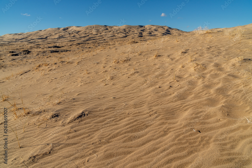 Wind blown ripples in a sand dune doted with plants, Kelso Sand Dunes, Mojave National Preserve, California Wind blown ripples in a sand dune doted with plants, Kelso Sand Dunes, Mojave National Preserve, California