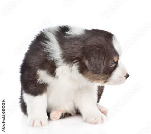 Australian shepherd puppy in profile. isolated on white background