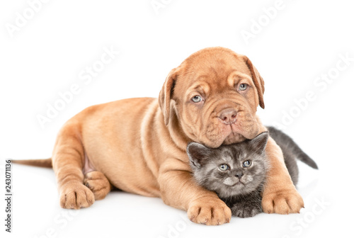 Fototapeta Naklejka Na Ścianę i Meble -  Cute bordeaux puppy hugging kitten. isolated on white background
