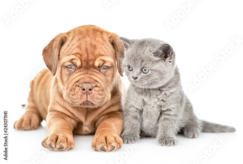 Little bordeaux puppy dog lying with tiny kitten. isolated on white background