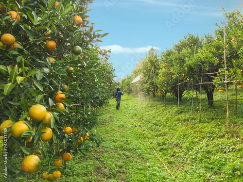 Farmers watering the orange fields