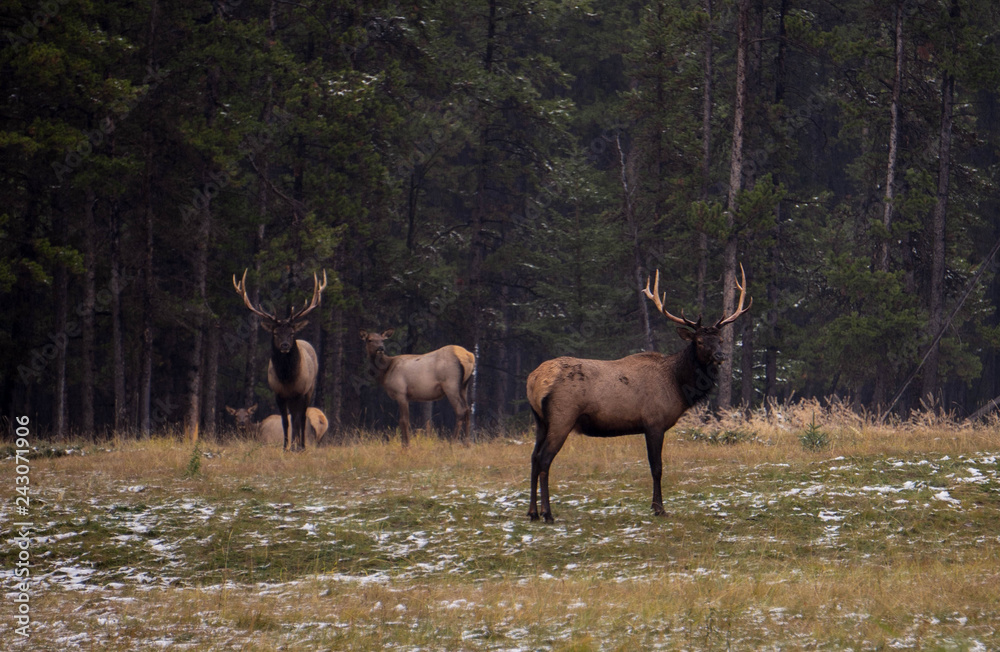 elk in the forest in winter and in the mountains elk in the forest in winter and in the mountains