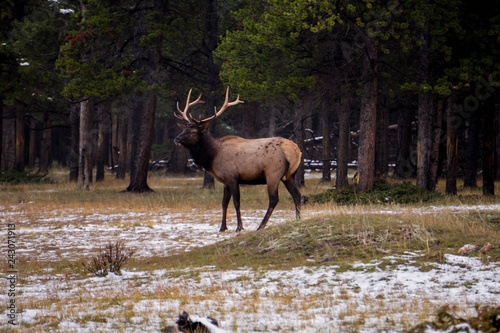 elk in the forest in winter and in the mountains 