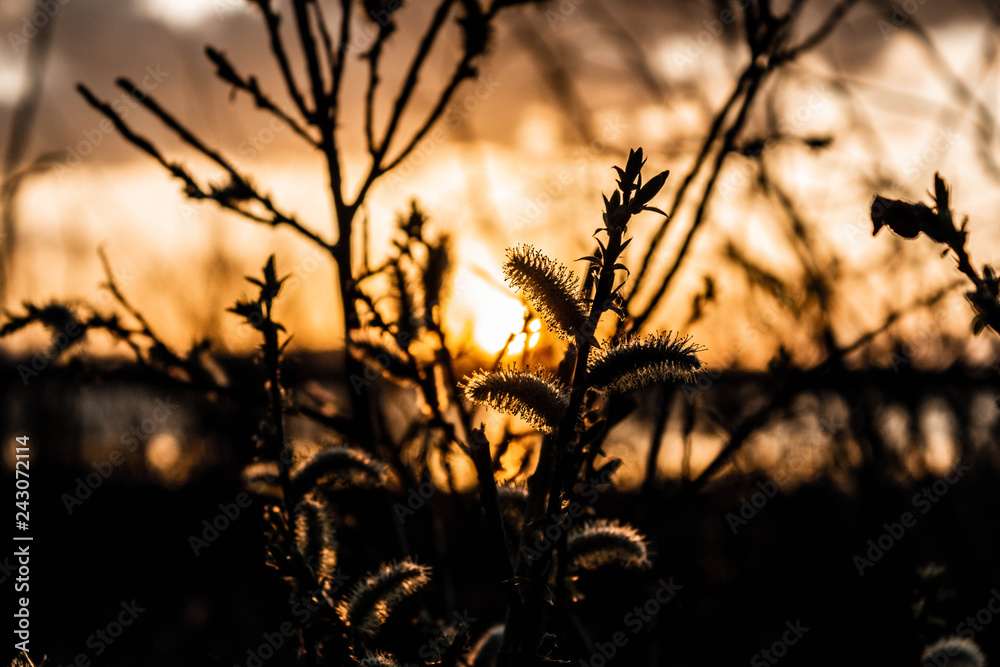 Obraz premium silhouette of tree in sunset