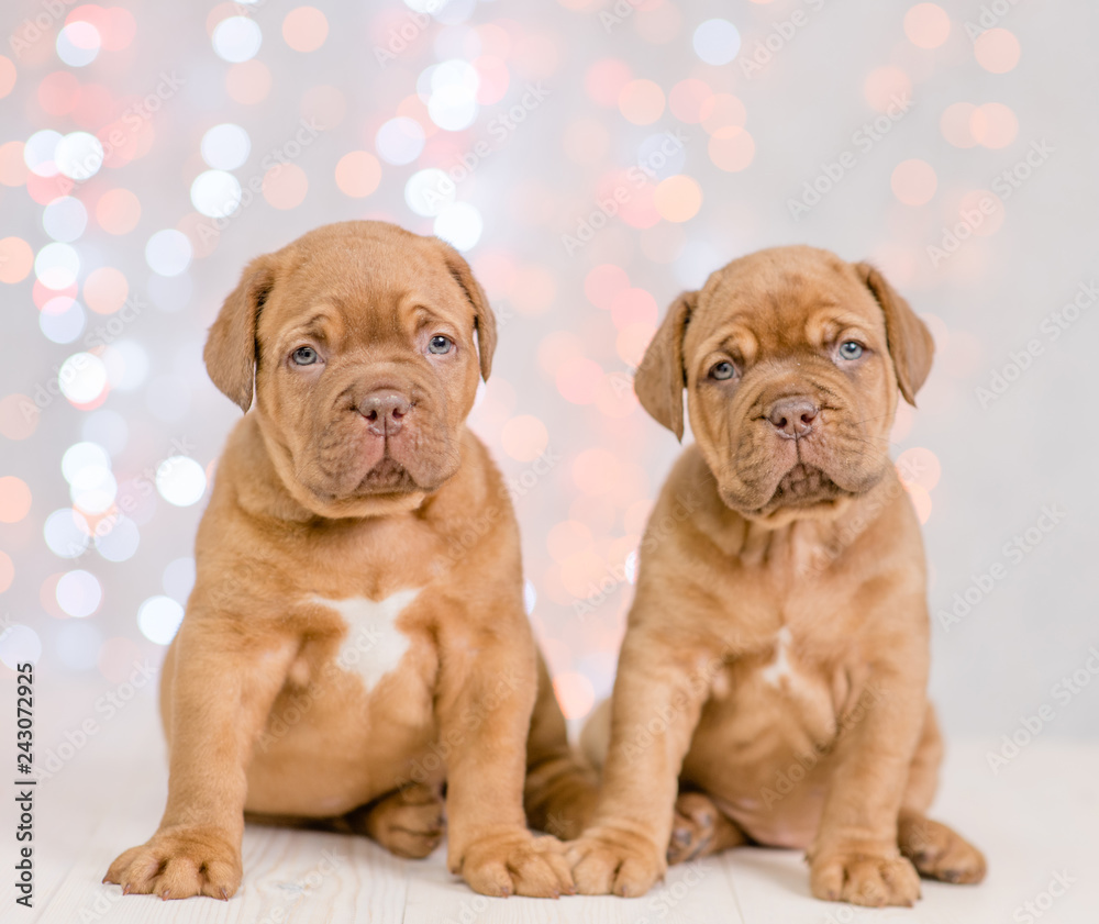 Two puppies mastiff sitting together. Christmas holidays background Two puppies mastiff sitting together. Christmas holidays background