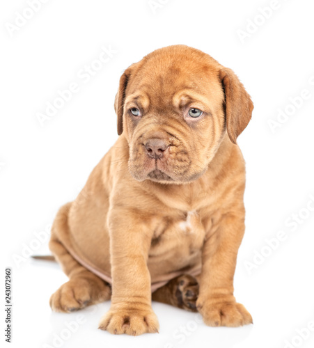 Portrait of a Bordeaux puppy. isolated on white background