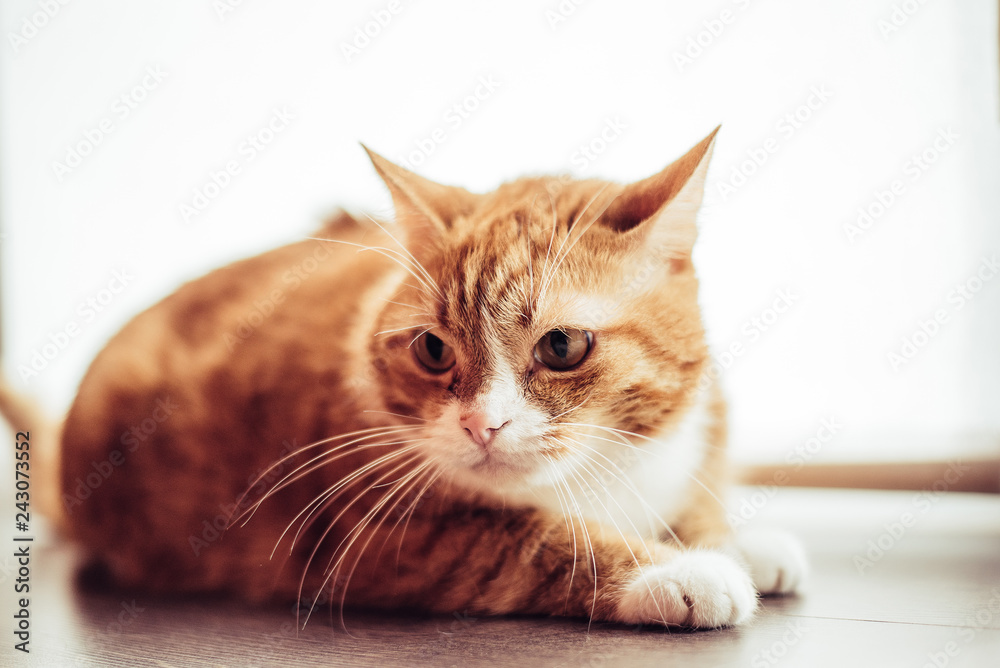 Portrait of a domestic cat in retro style. Portrait of a domestic cat in retro style.