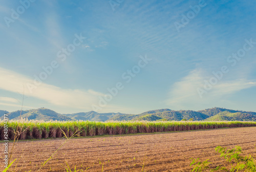 Scenery of Sugar-cane flower to the breeze just prior to harvest