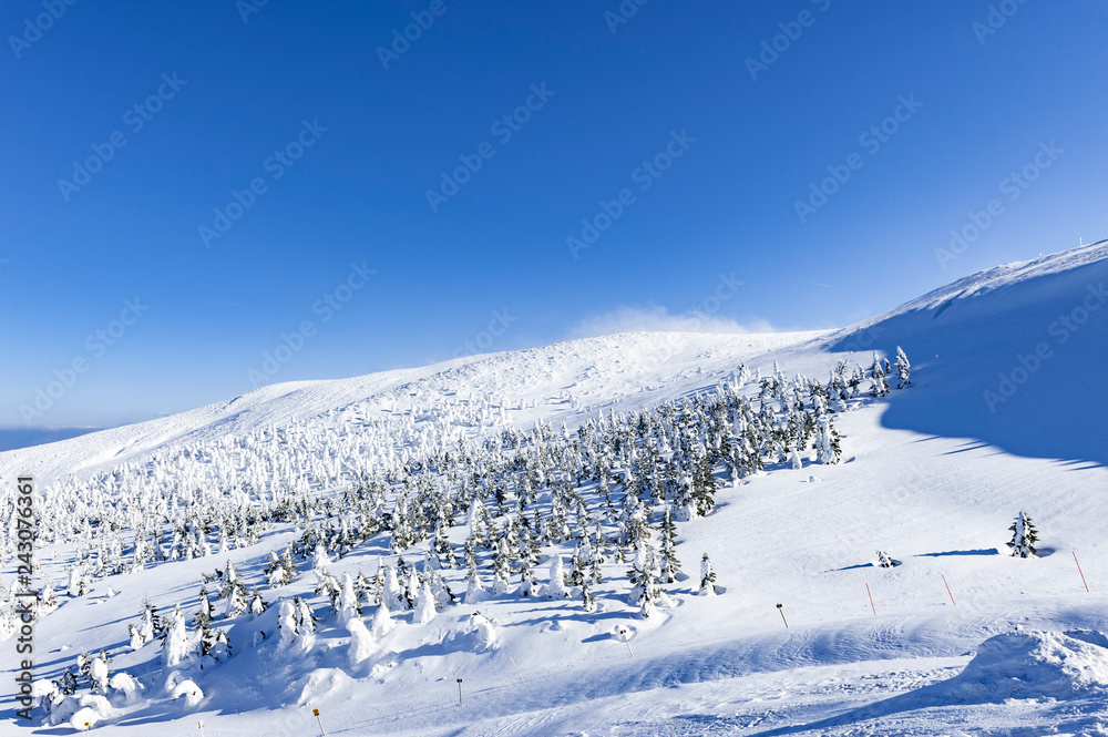 蔵王　樹氷　雪景色