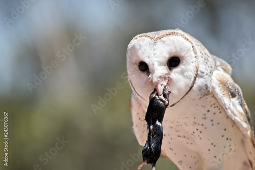 Schilderij op canvas this is a close up of a a barn owl eating a rat