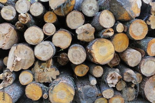 logs in the forest