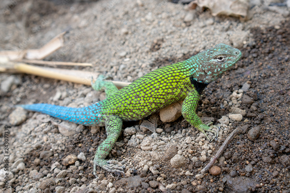 Green and Blue Tailed Lizard in Guatemala Green and Blue Tailed Lizard in Guatemala