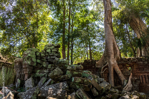 Ruins of Ta Prohm covered by Tetrameles Tree at Angkor  Siem Reap Province  Cambodia