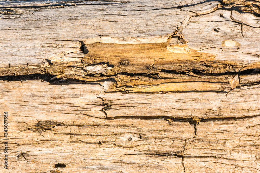 The old wood texture with natural patterns The old wood texture with natural patterns