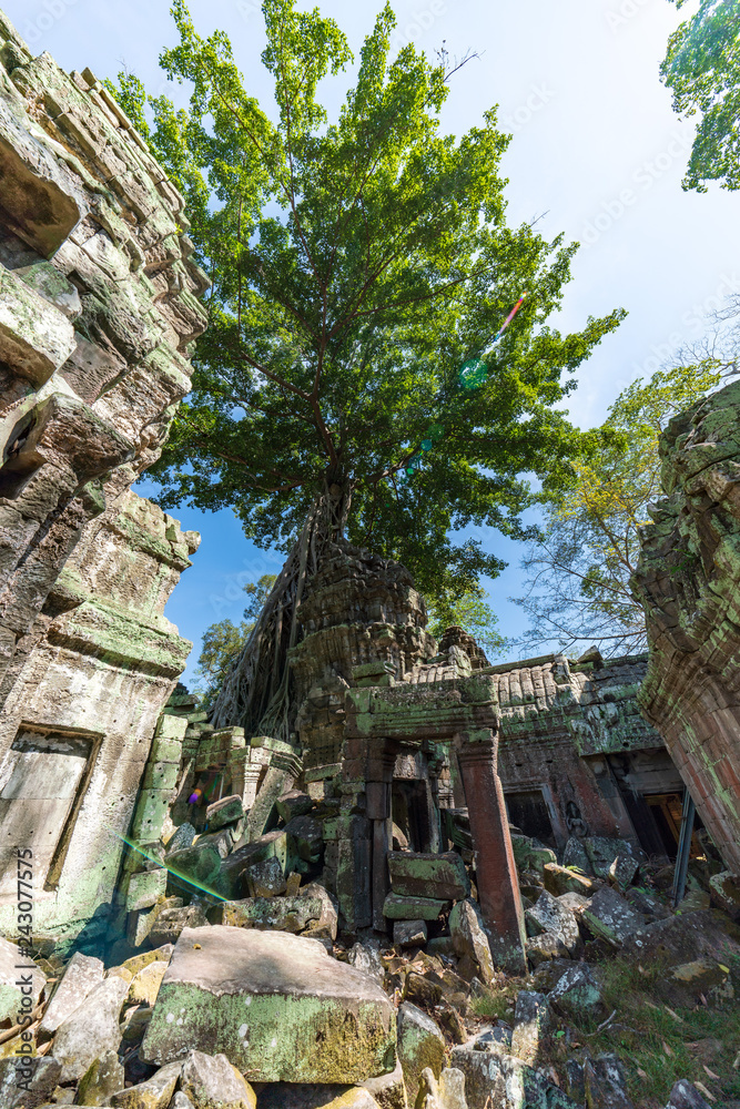 Ruins of Ta Prohm covered by Tetrameles Tree at Angkor, Siem Reap Province, Cambodia Ruins of Ta Prohm covered by Tetrameles Tree at Angkor, Siem Reap Province, Cambodia