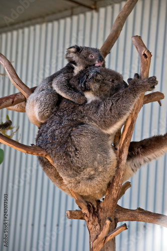 koala with joey on her back