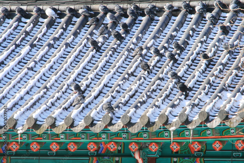 Obraz premium 비둘기의 휴식