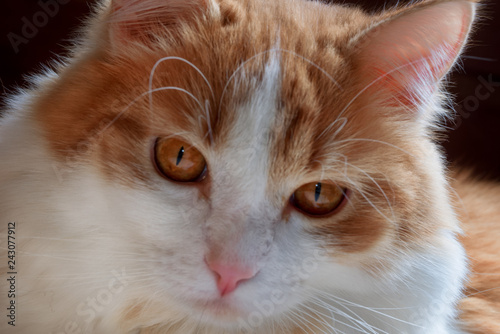 Close up portrait of a red cat with white spots looking at the camera.