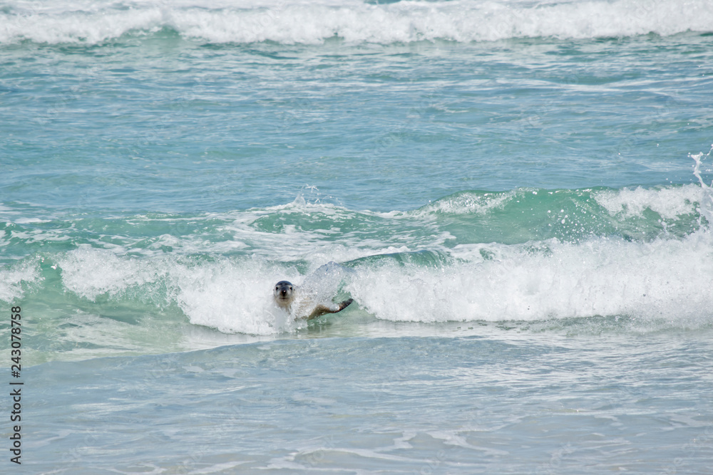 Naklejka premium sea lions in the surf on Seal Bay